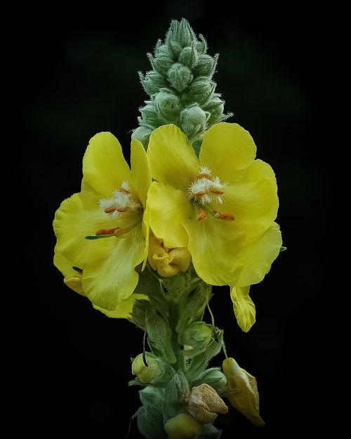 mullein flower yellow