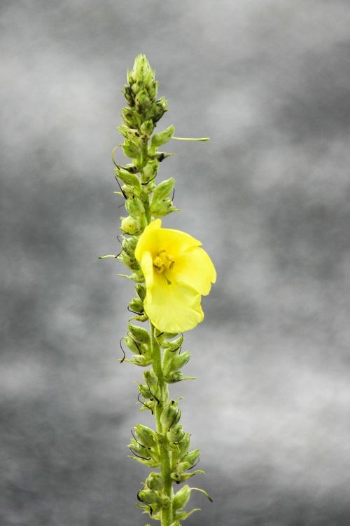 mullein blossom bloom