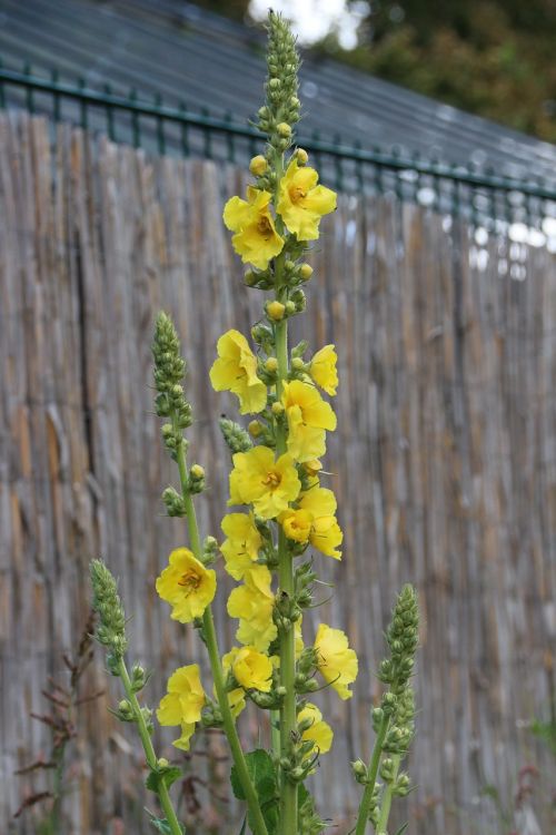mullein plant yellow