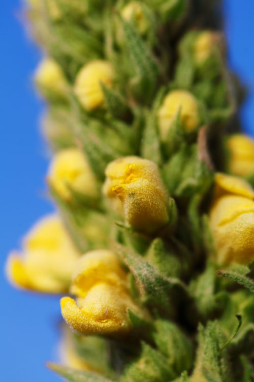 Mullein