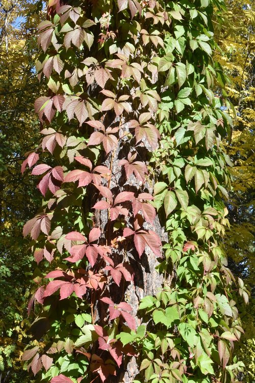 multi colored  vines  tree