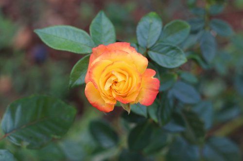 multicolor  rose  flower