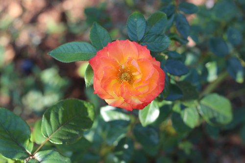 multicolored  rose  nature