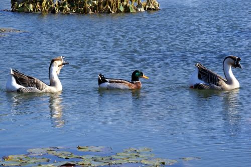 multicultural goose mallard duck