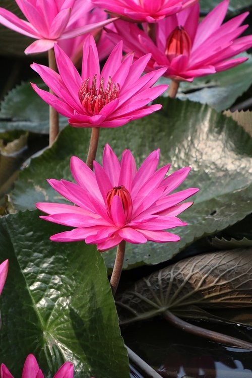 multiple  waterlily  pink
