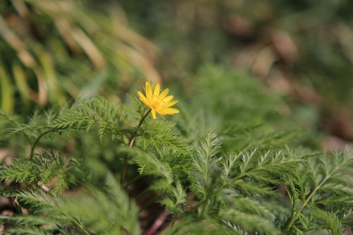 multiple seconds  wildflower  wild