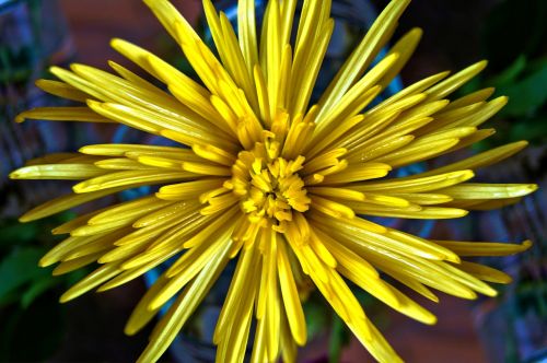 mum yellow flower