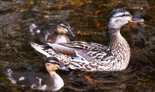 mummy duck ducklings water