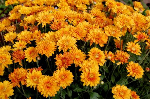 mums garden orange