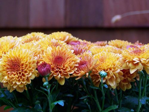 mums fall floral