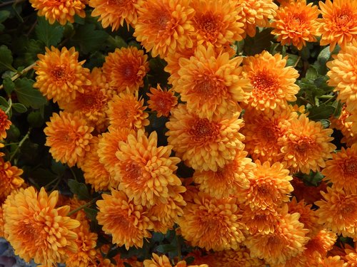 mums  autumn  orange