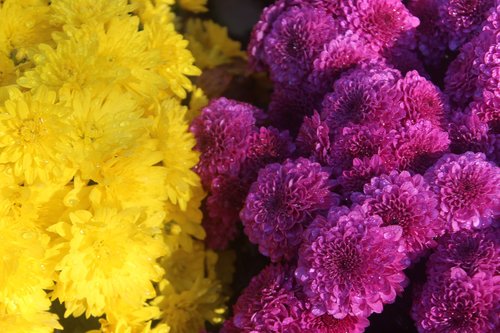 mums  purple  yellow