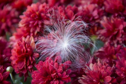 mums red fuzzy