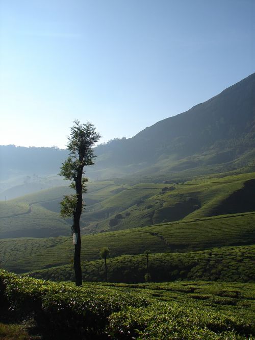 munnar india tea