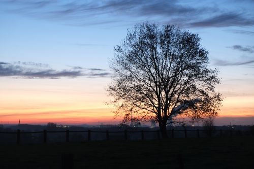 münster sunset tree