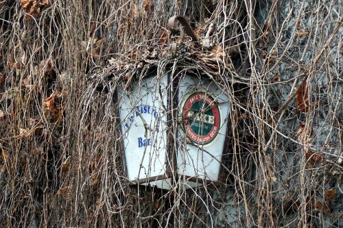 Wall And Ivy