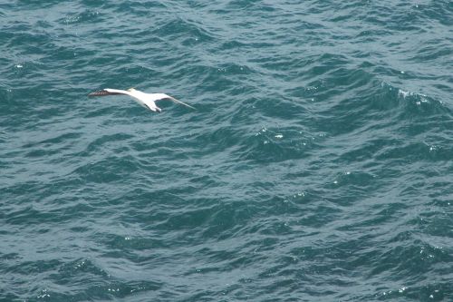 murawai gannet colony sea