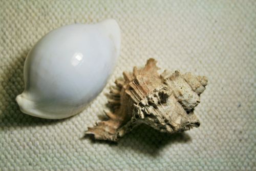 Murex And White Cowrie Shells