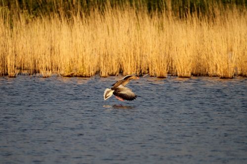 müritz mecklenburgische seenplatte conservation park