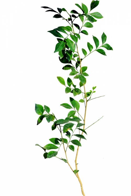 Murraya Plant