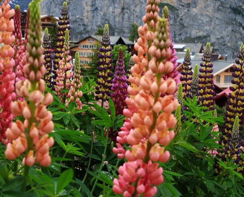 murren switzerland lupin flower