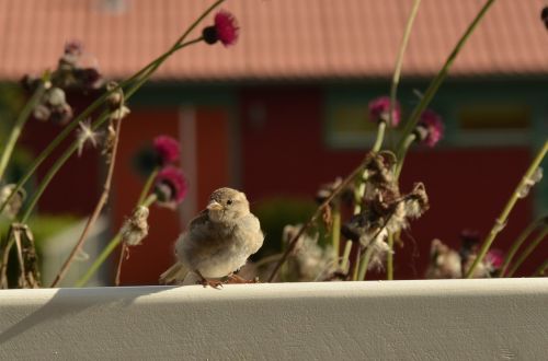 homester bird fence