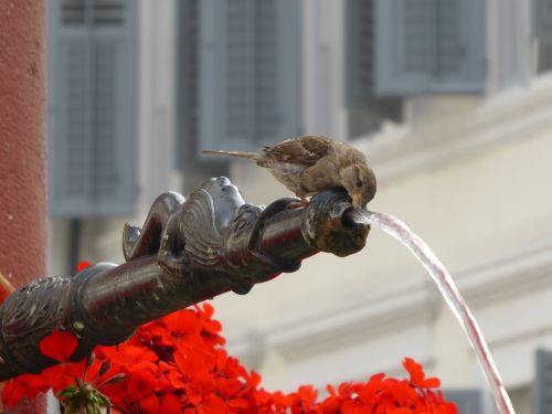 mus water fountain