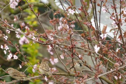 mus  bird  fauna