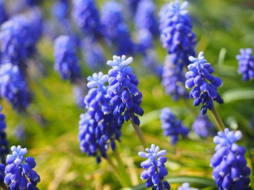muscari flowers blue