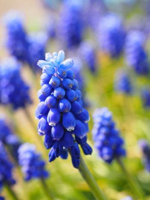 muscari flowers blue