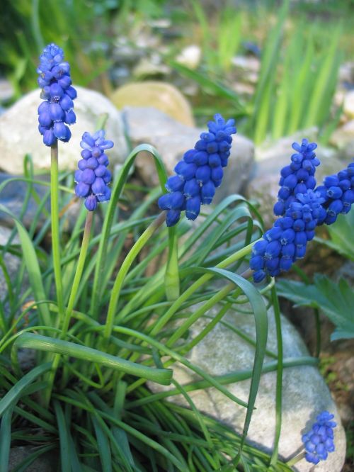 muscari blue violet