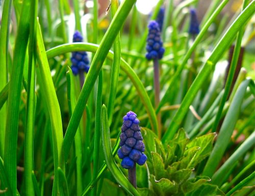 muscari grape hyacinth flowers