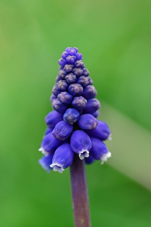 muscari grape hyacinth mediterranean baby's breath