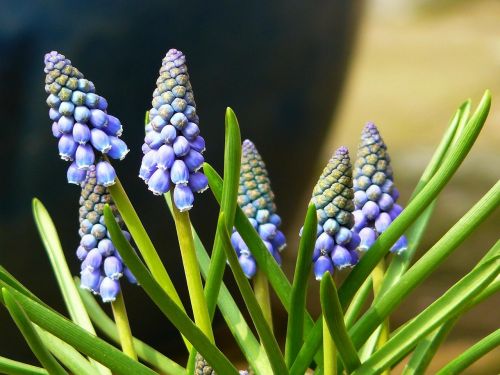 muscari common grape hyacinth blossom