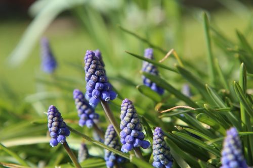 muscari purple flowers