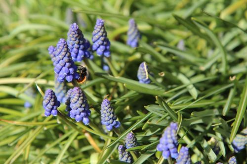 muscari bee flowers