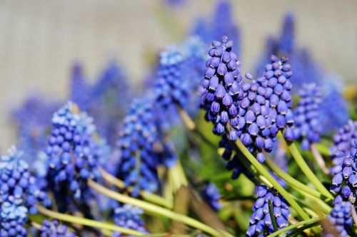 muscari common grape hyacinth blossom