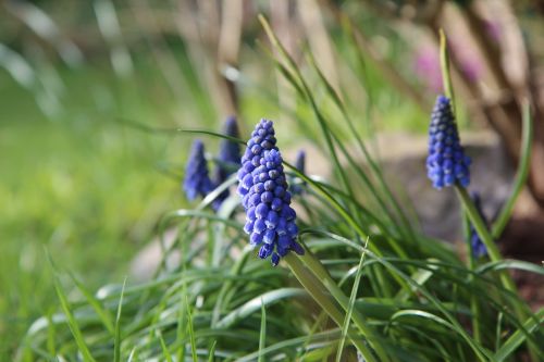 muscari blue flower spring