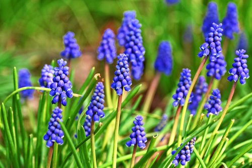 muscari  graph hyacinth  flower