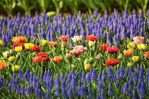 muscari  tulip  flower