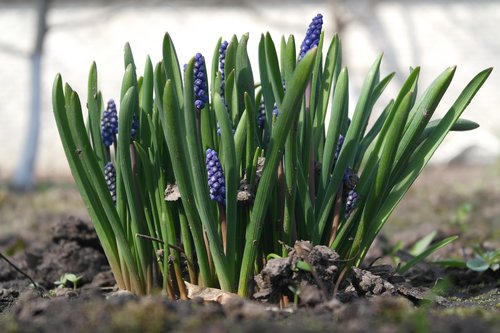 muscari  plant  outdoors