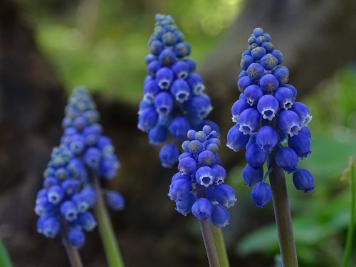 muscari  flower  blue