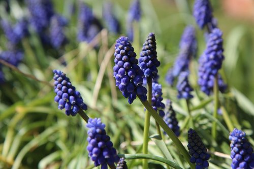 muscari  flowers  spring