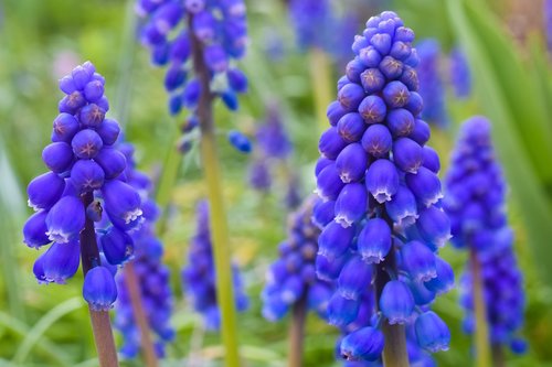 muscari  flower  spring