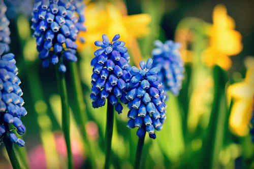 muscari  grape hyacinth  flower