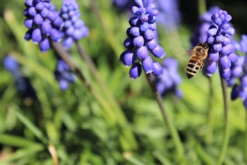 muscari  bee  flowers