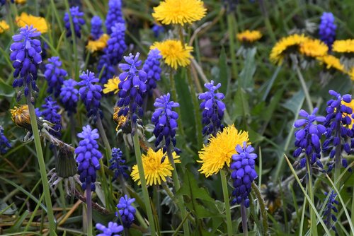 muscari  dandelion  blossom