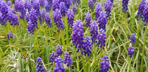 muscari  flower  spring