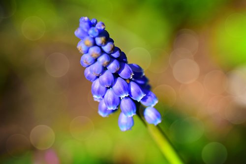 muscari  flower  plant