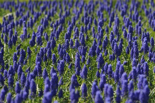 muscari field flower